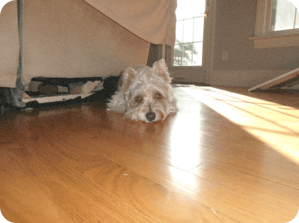 A small dog lying on a sunlit wood floor