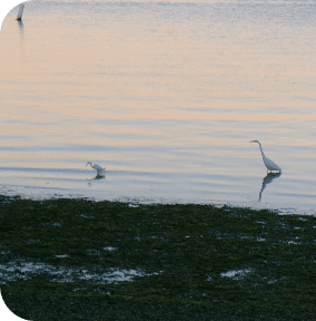 Birds wading in shallow water